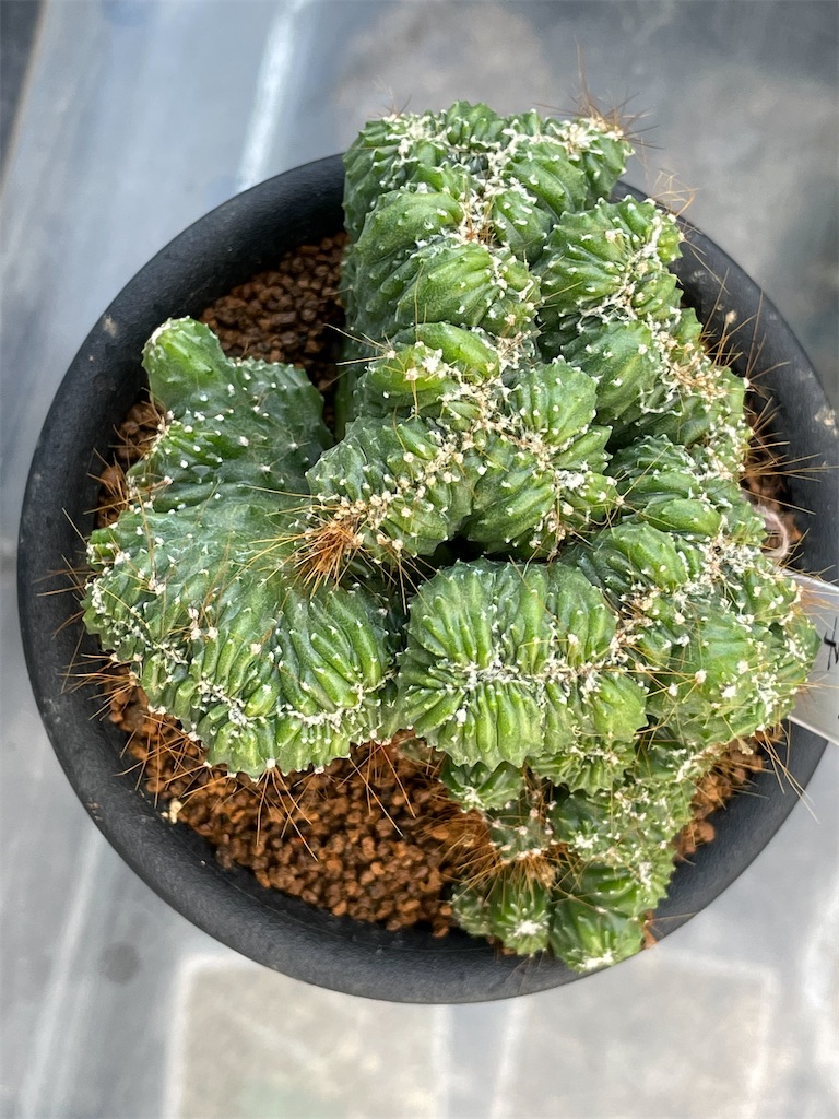 超特大7.4kg 天然石 オブシィディアン 黒曜石 貔貅(三本足蛙) 蝙蝠 亀 宇宙 ギャラクシー 星 鉄隕石 しんきょういんせき カマサイト