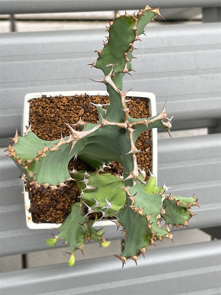 グランディコルニス、大型株！ ユーフォルビアグランディコルニスの購入 - もらとりあむ