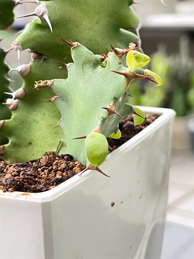 グランディコルニス、大型株！