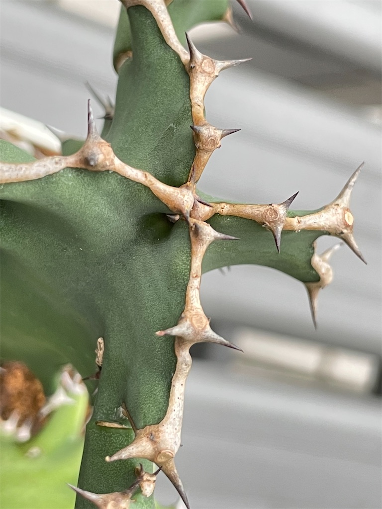 ユーフォルビアグランディコルニスの購入 - もらとりあむ