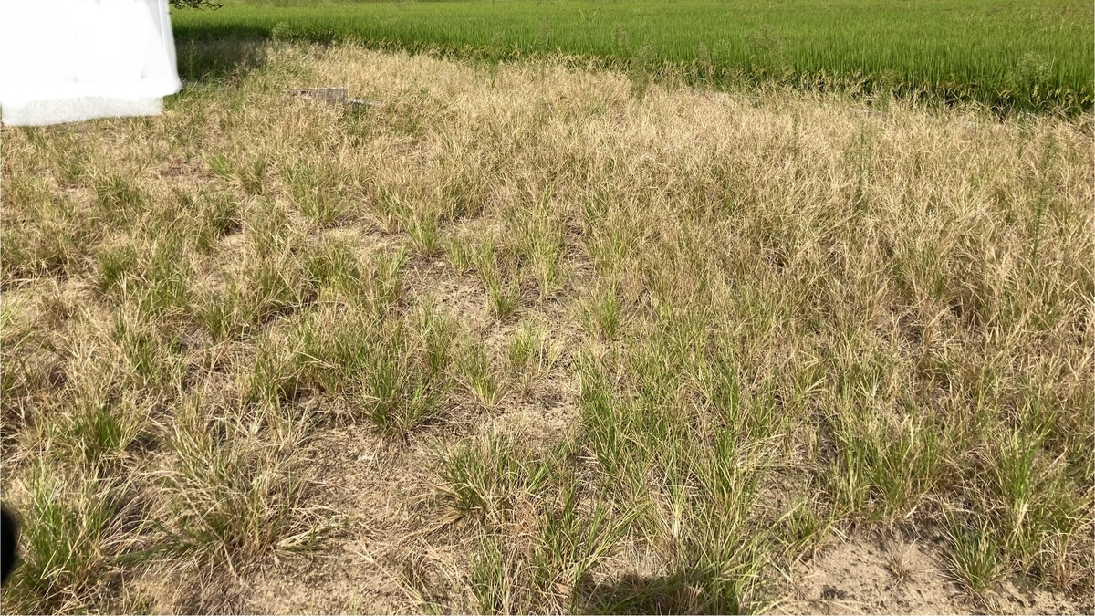 しぶとい雑草を削り取る - あるもので暮らす