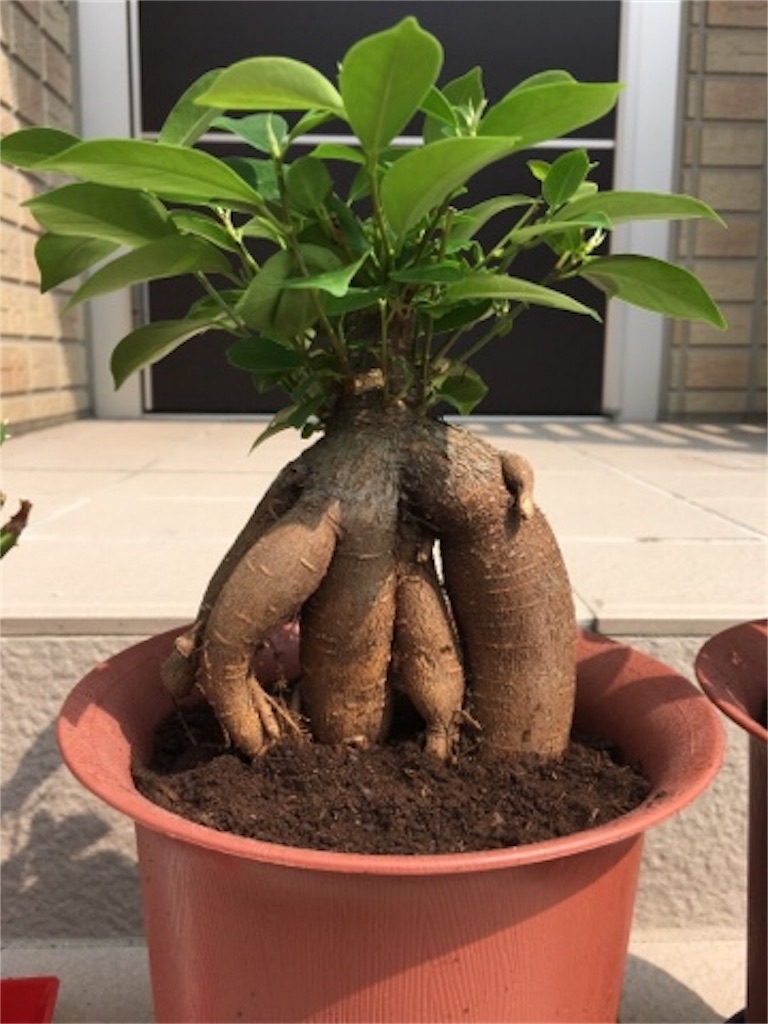 f:id:Morning-Glory:20180711010140j:image f:id:Morning-Glory:20180711010140j:image