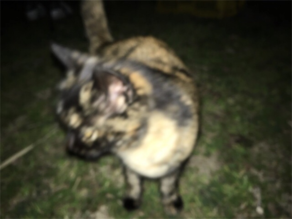 f:id:Morning-Glory:20190216221424j:image f:id:Morning-Glory:20190216221424j:image