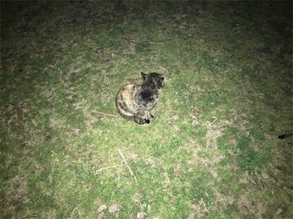f:id:Morning-Glory:20190216221434j:image f:id:Morning-Glory:20190216221434j:image