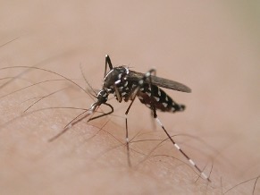 f:id:MosquitoHunter:20210717064535j:plain
