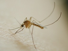 f:id:MosquitoHunter:20210717064620j:plain