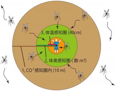 f:id:MosquitoHunter:20210717065917j:plain