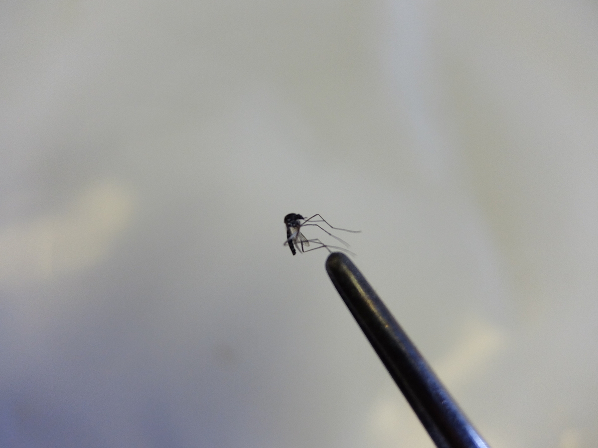 f:id:MosquitoHunter:20210805215303j:plain