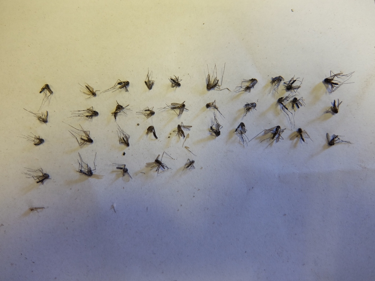 f:id:MosquitoHunter:20210805215647j:plain
