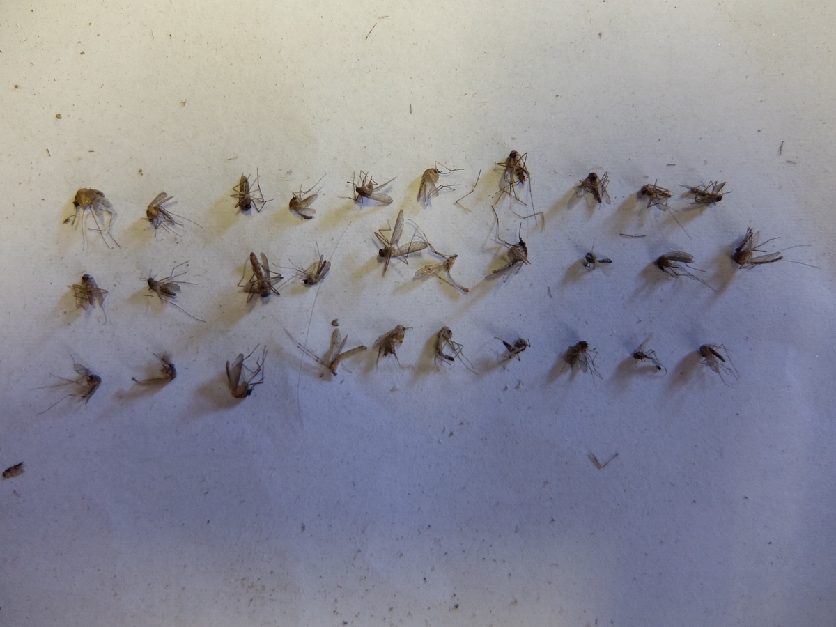 f:id:MosquitoHunter:20210805220151j:plain