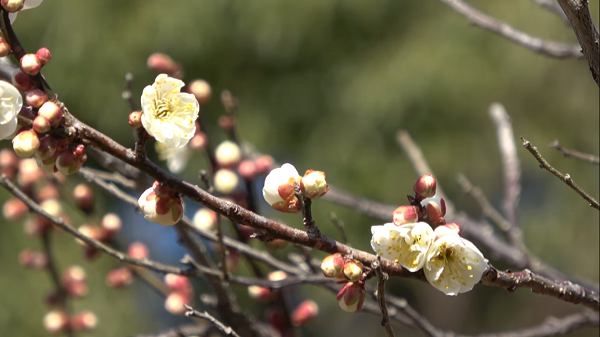 防府天満宮梅まつり2020 開花状況やアクセス方法は そうだ 遊びに行こう