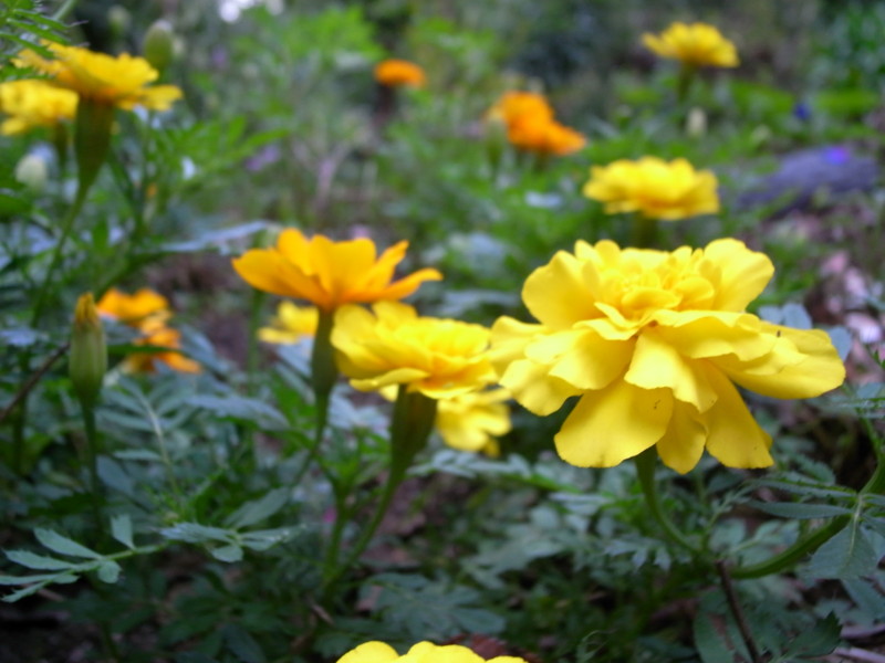 20090923165220