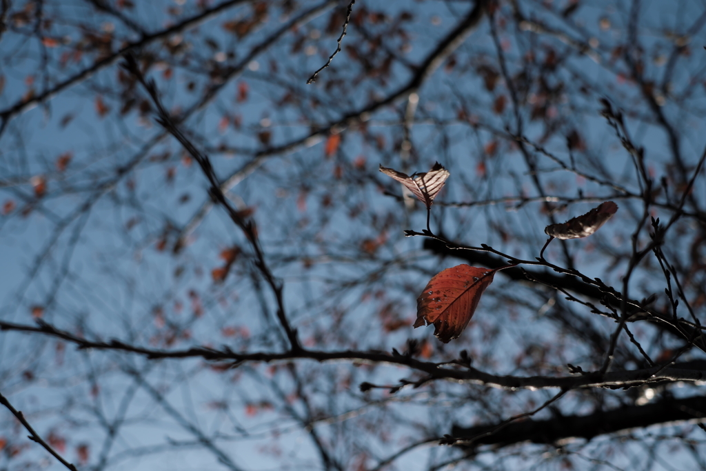 f:id:MotoPhoto94:20181202173845j:plain f:id:MotoPhoto94:20181202173845j:plain