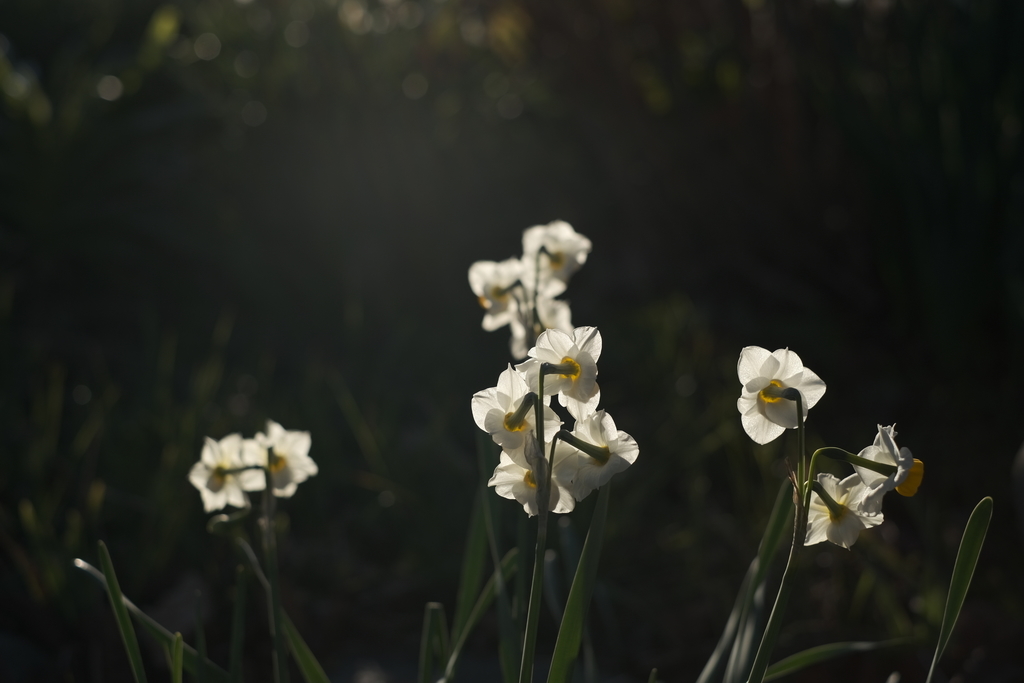 f:id:MotoPhoto94:20190117192834j:plain