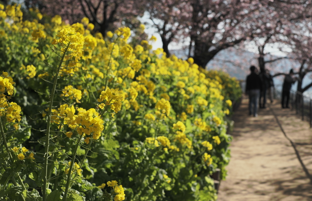 f:id:MotoPhoto94:20190220204711j:plain