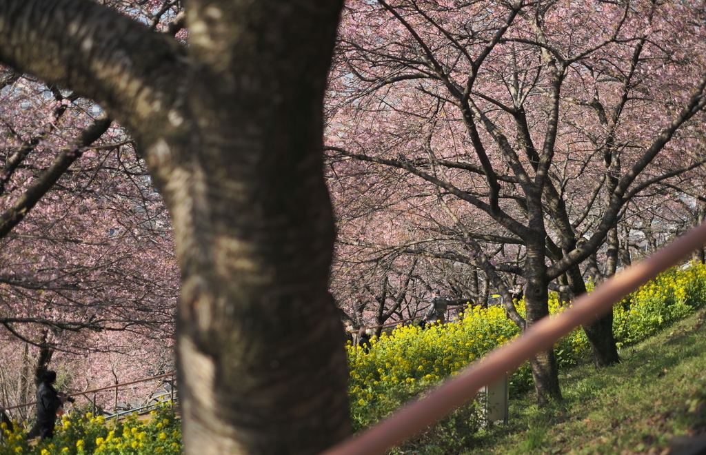 f:id:MotoPhoto94:20190220204845j:plain