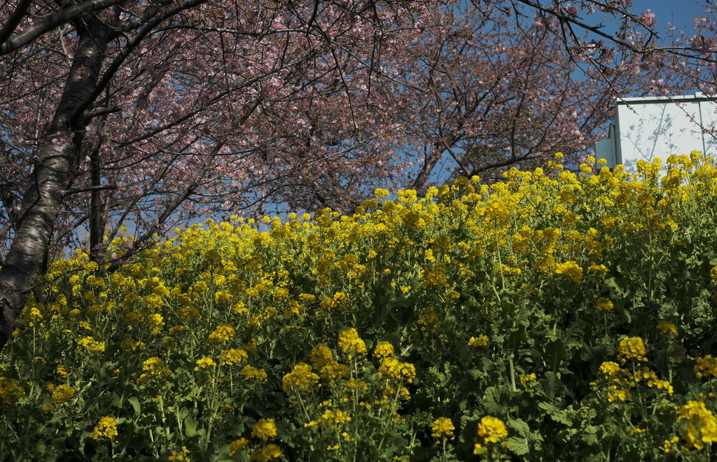 f:id:MotoPhoto94:20190220204926j:plain