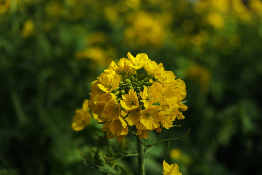 f:id:MotoPhoto94:20190220205134j:plain