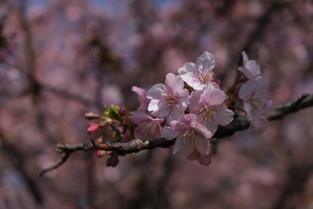 f:id:MotoPhoto94:20190220205141j:plain