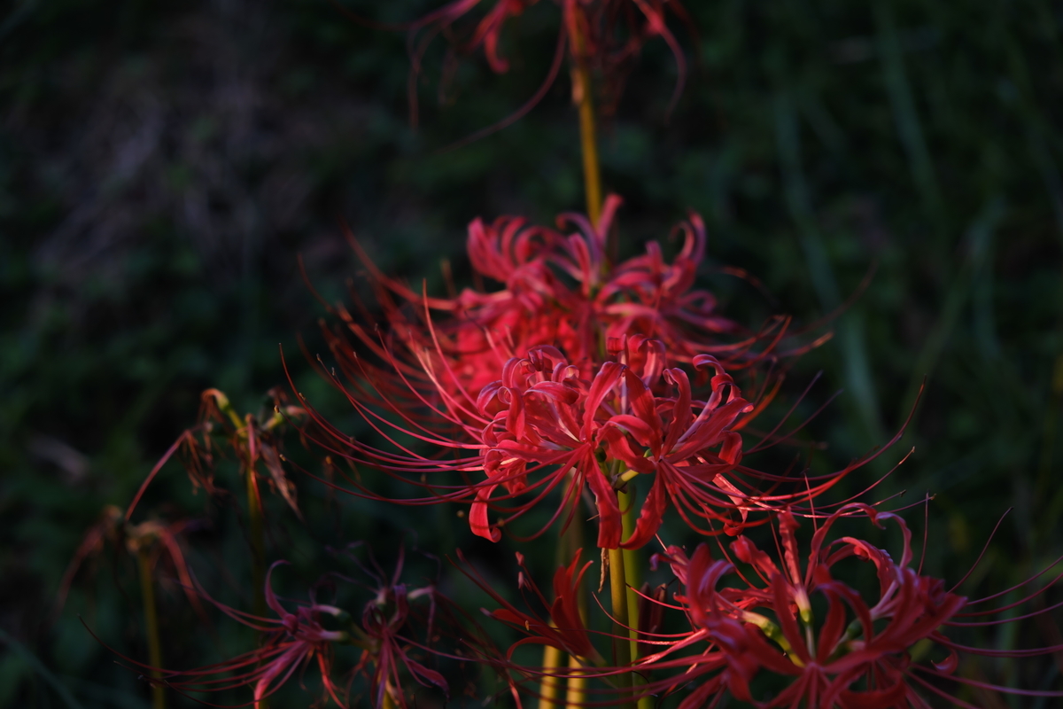 f:id:MotoPhoto94:20191012092331j:plain