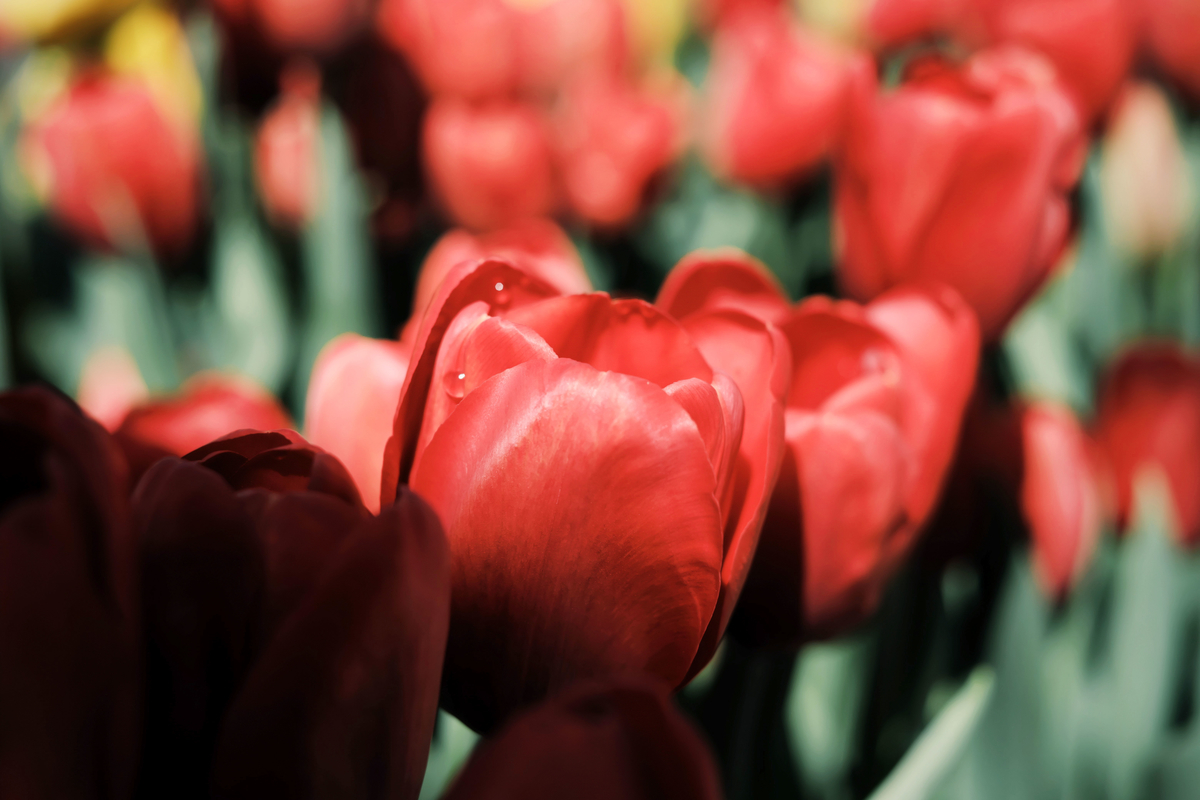 f:id:MotoPhoto94:20200318221953j:plain