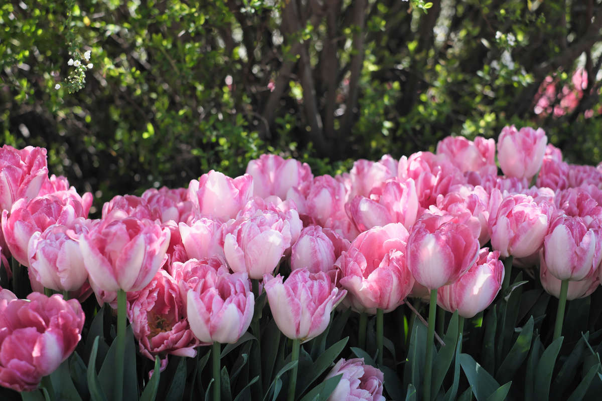 f:id:MotoPhoto94:20200318222611j:plain