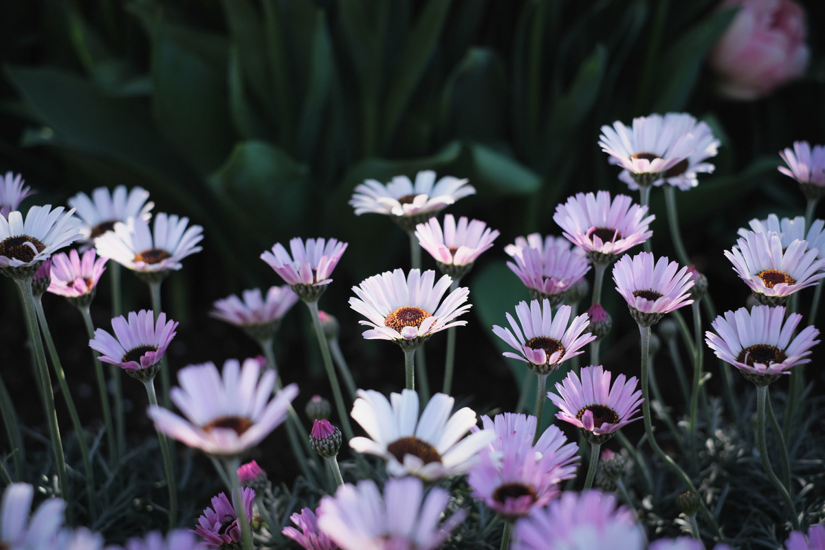 f:id:MotoPhoto94:20200318222629j:plain