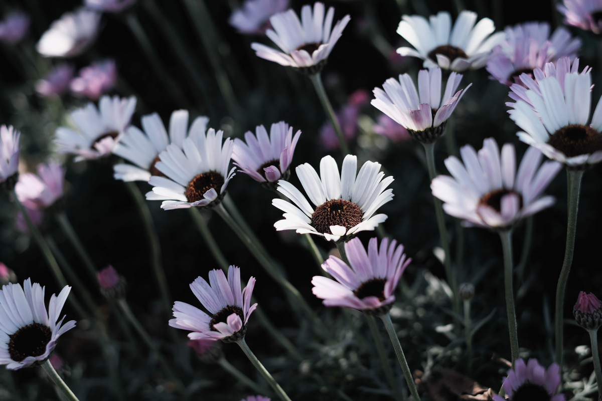 f:id:MotoPhoto94:20200318222646j:plain