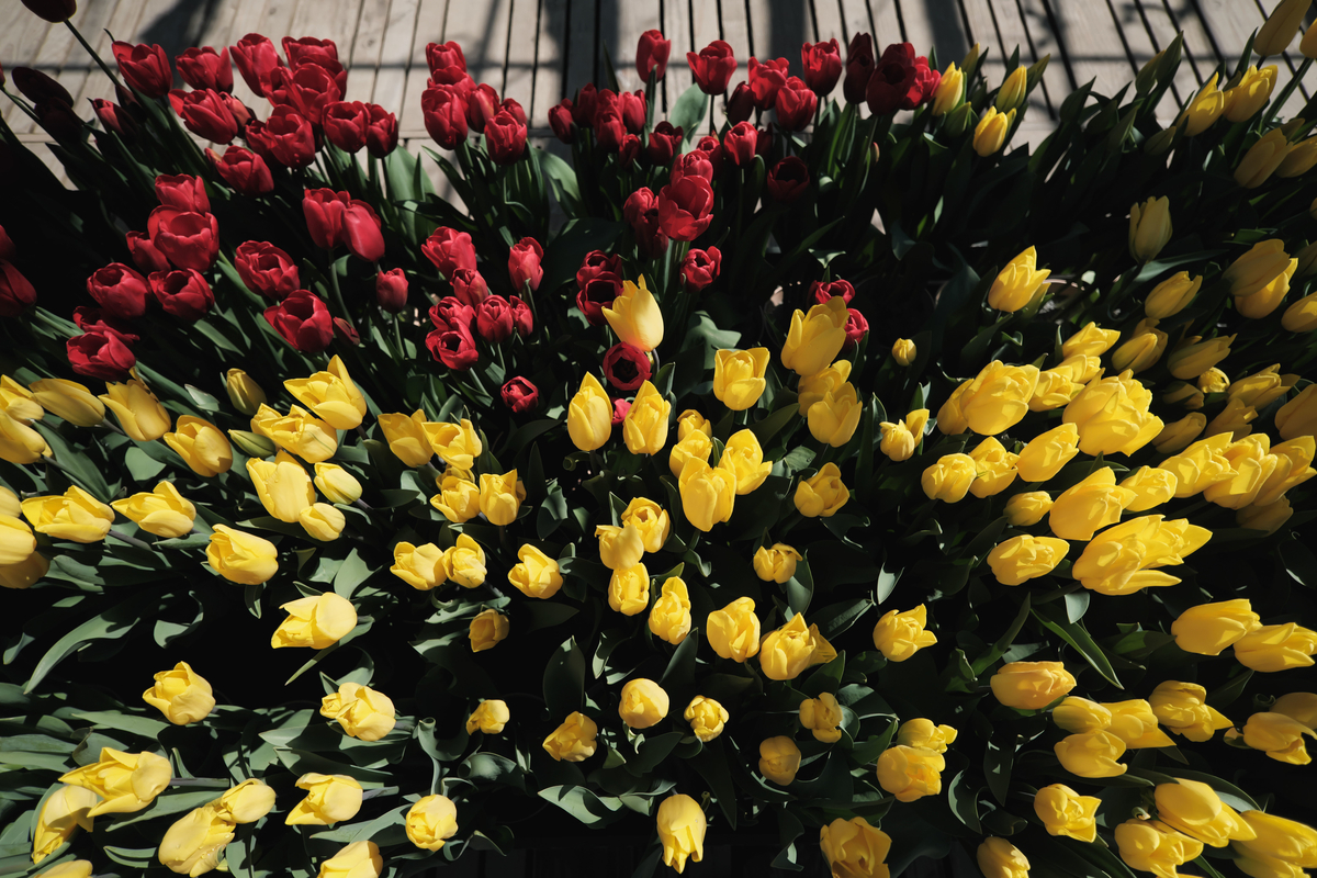 f:id:MotoPhoto94:20200318222741j:plain