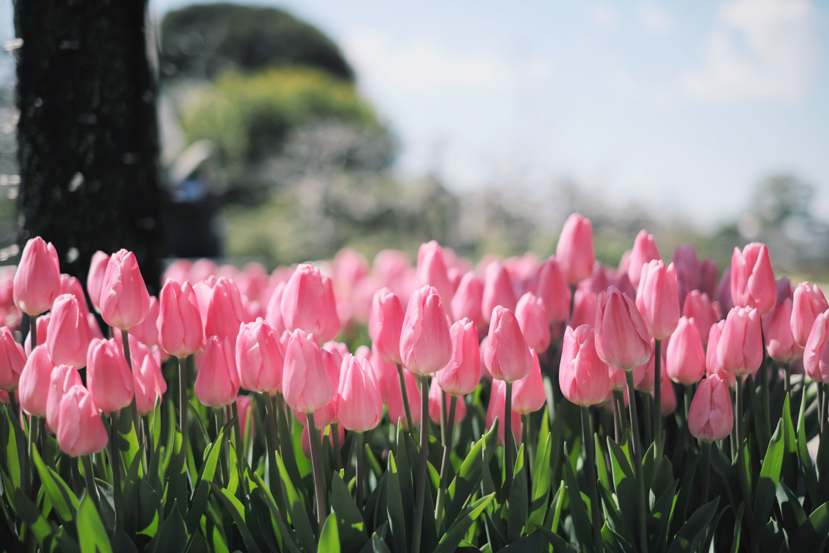 f:id:MotoPhoto94:20200318222933j:plain