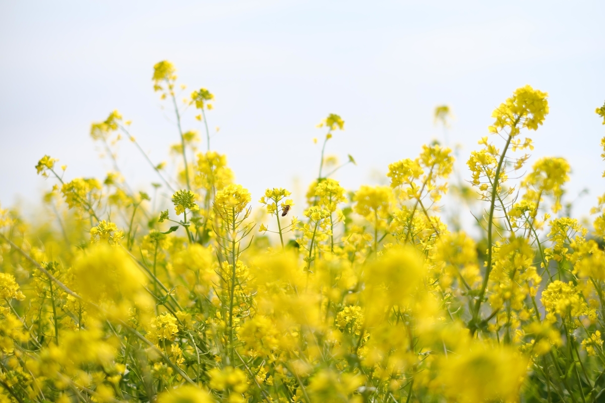 f:id:MotoPhoto94:20200323200252j:plain f:id:MotoPhoto94:20200323200252j:plain