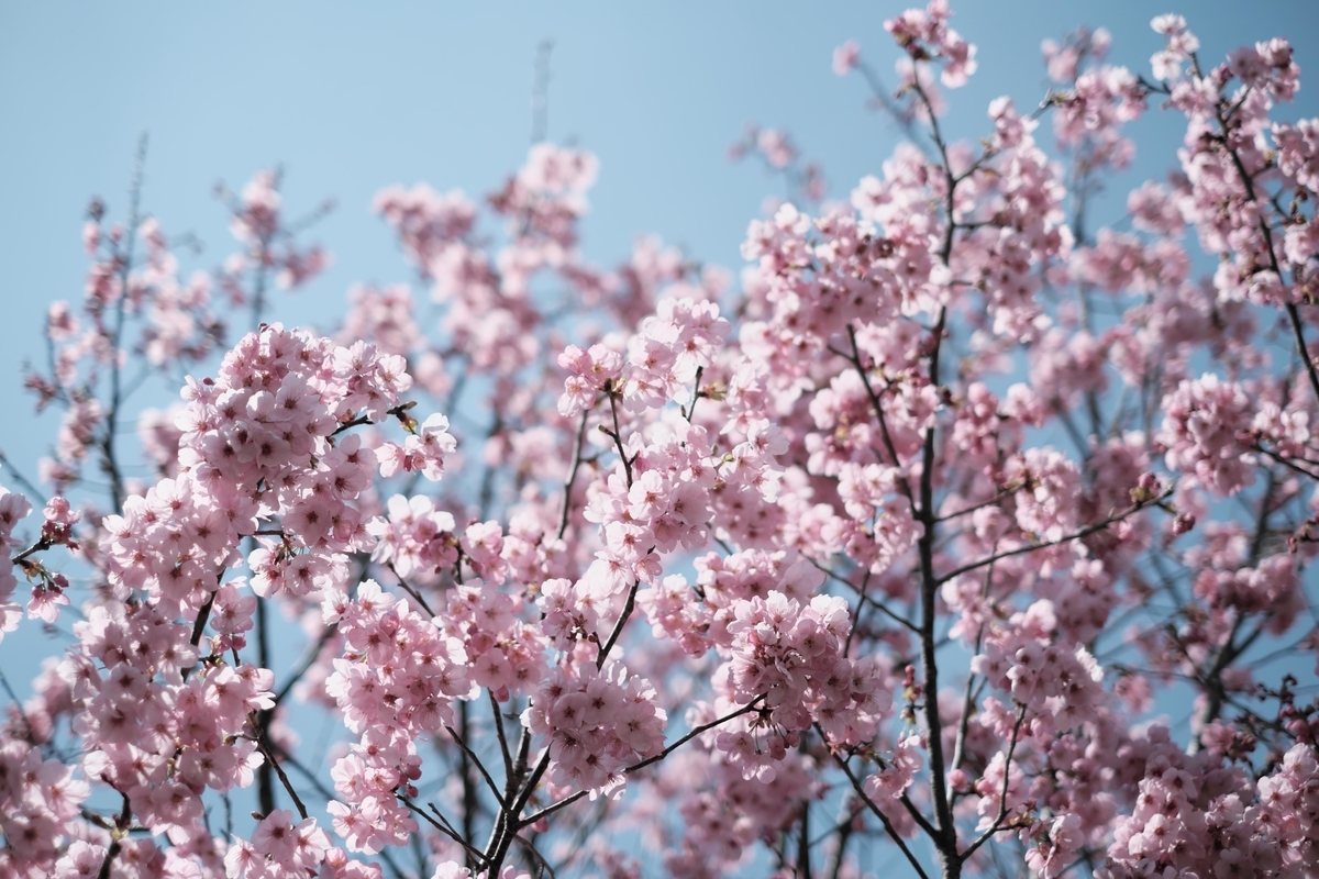 f:id:MotoPhoto94:20200323200414j:plain f:id:MotoPhoto94:20200323200414j:plain