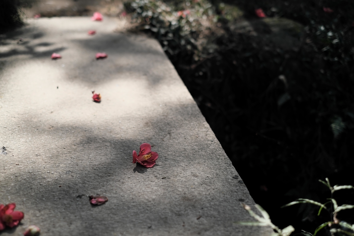 f:id:MotoPhoto94:20200323200738j:plain f:id:MotoPhoto94:20200323200738j:plain