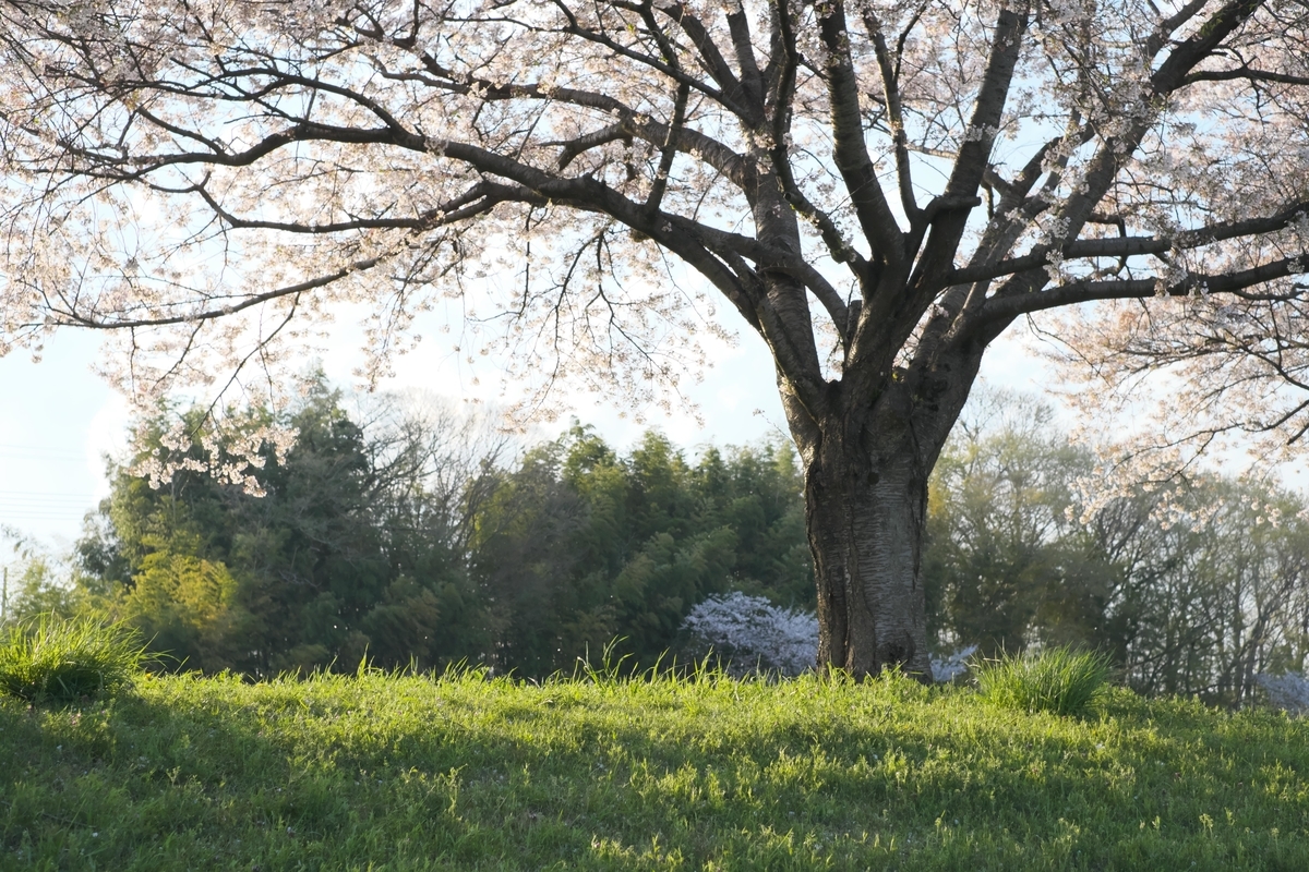 f:id:MotoPhoto94:20200408213420j:plain