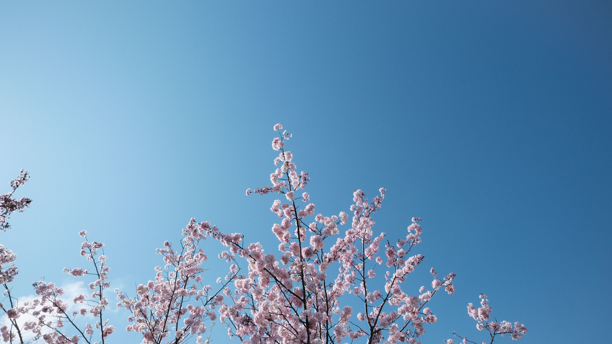 f:id:MotoPhoto94:20200412104932j:plain