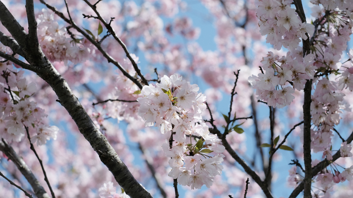 f:id:MotoPhoto94:20200412105107j:plain