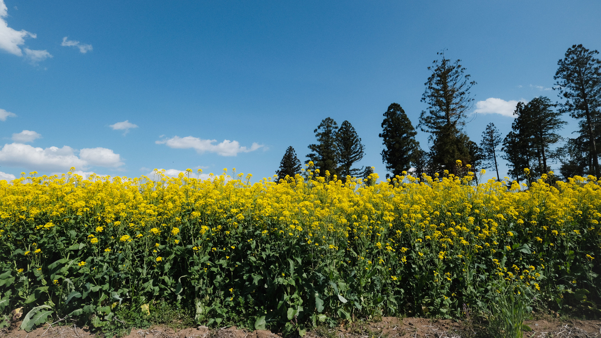 f:id:MotoPhoto94:20200412105337j:plain