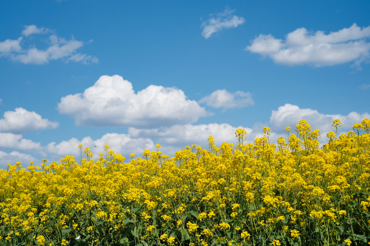 f:id:MotoPhoto94:20200412105358j:plain