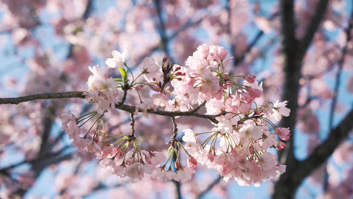 f:id:MotoPhoto94:20200412105446j:plain