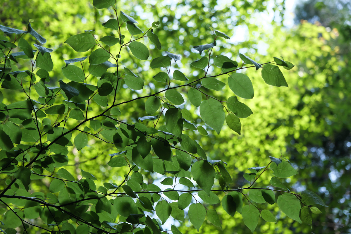 f:id:MotoPhoto94:20200504210934j:plain