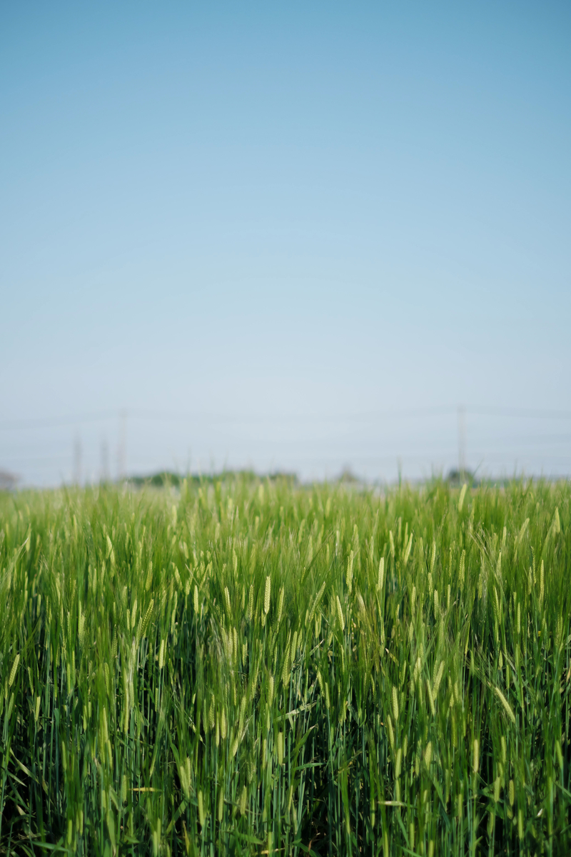 f:id:MotoPhoto94:20200504211314j:plain