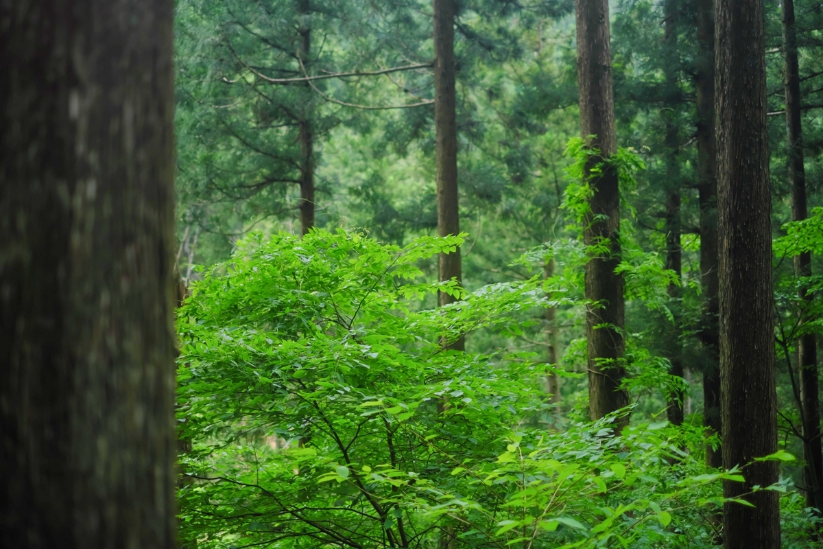 f:id:MotoPhoto94:20200601201630j:plain