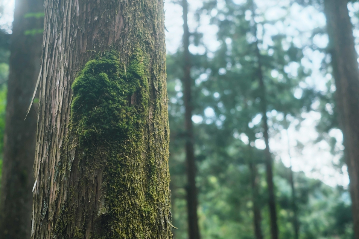 f:id:MotoPhoto94:20200601201704j:plain