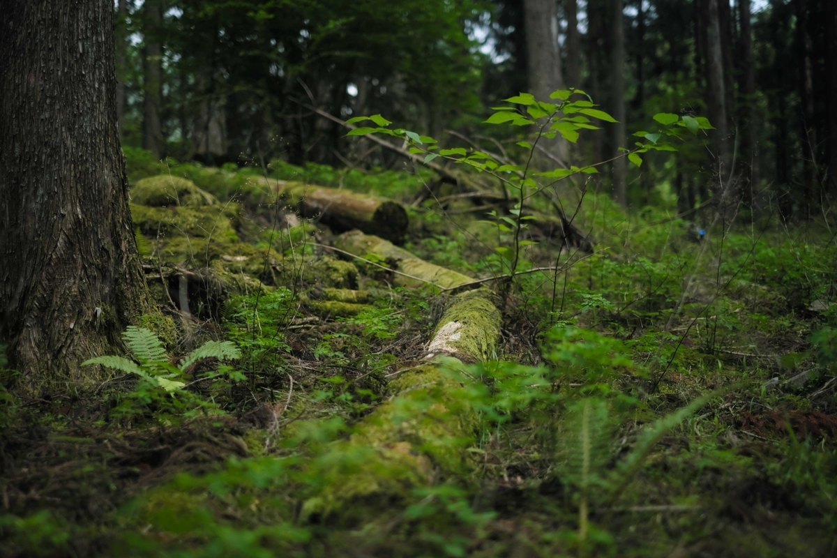 f:id:MotoPhoto94:20200601201752j:plain