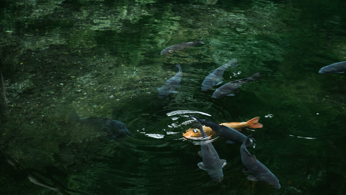 f:id:MotoPhoto94:20200928204919j:plain