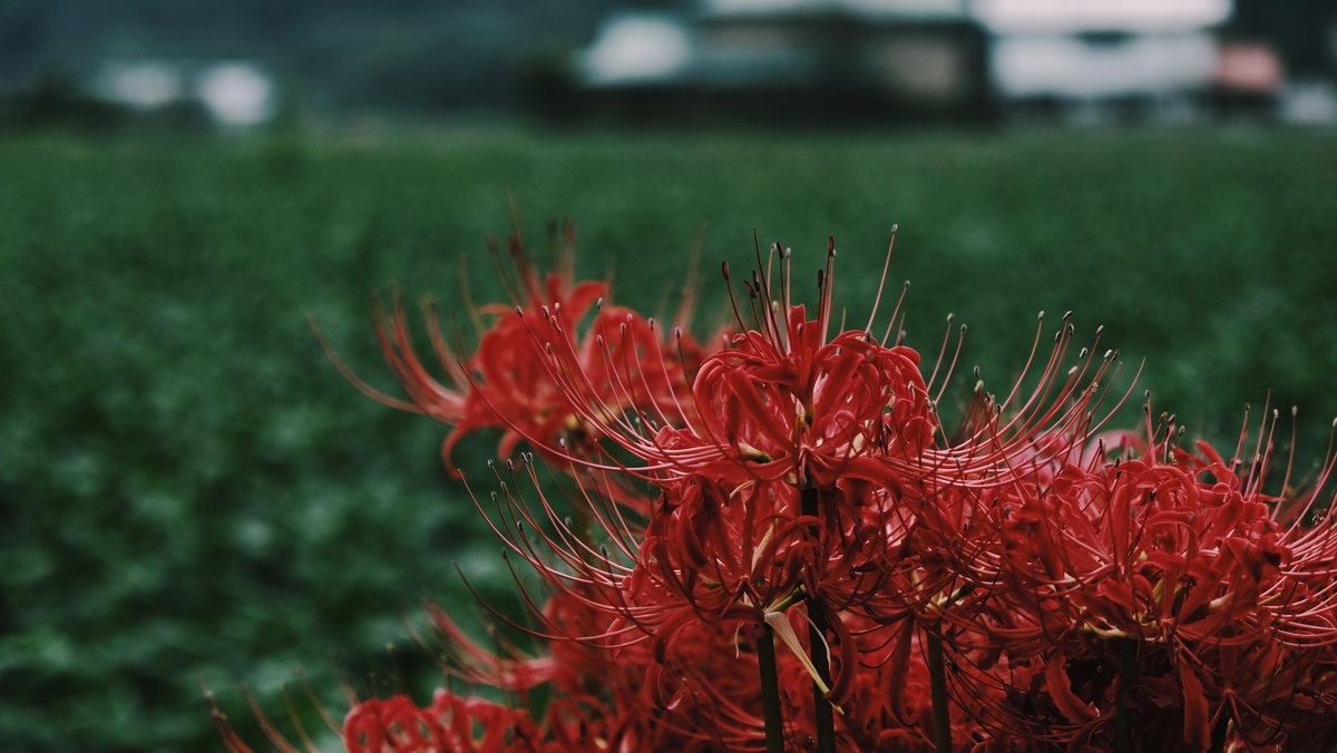 f:id:MotoPhoto94:20201005205252j:plain