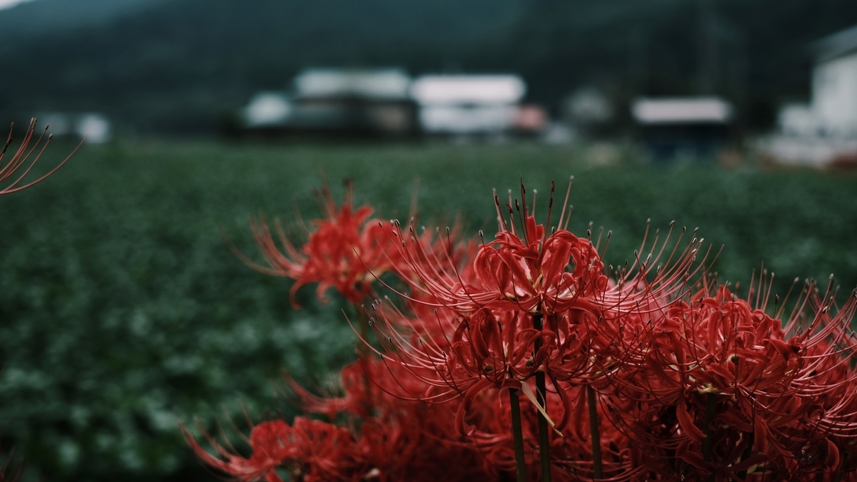 f:id:MotoPhoto94:20201005205510j:plain