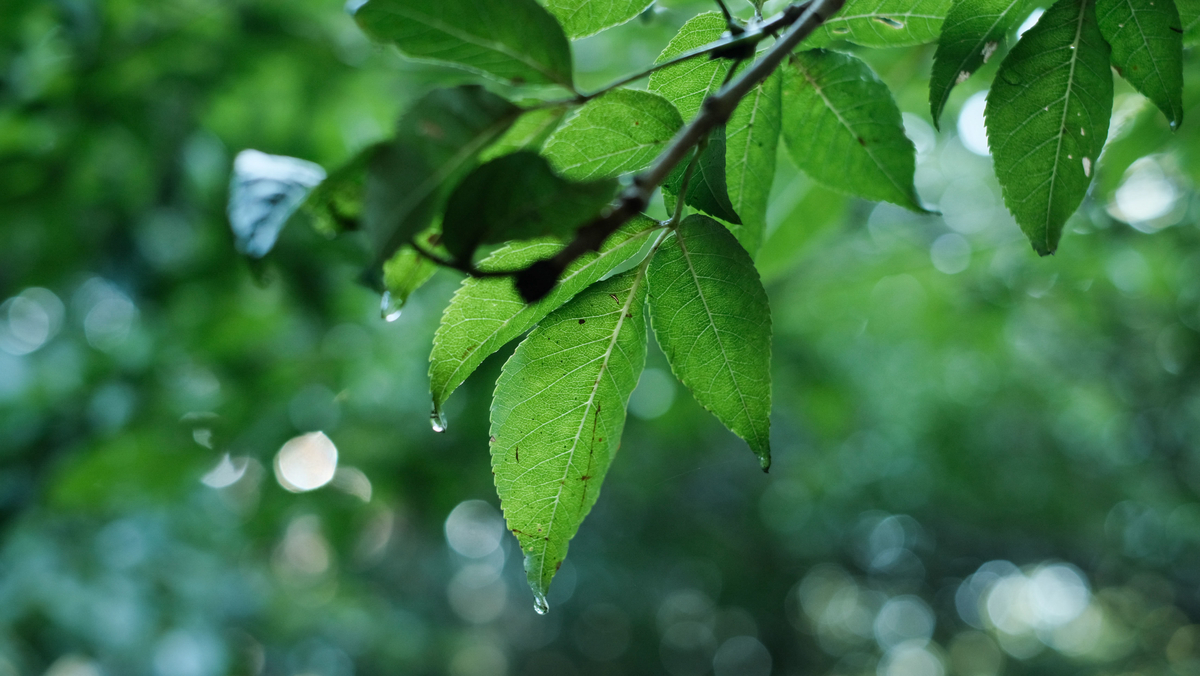 f:id:MotoPhoto94:20201231181850j:plain