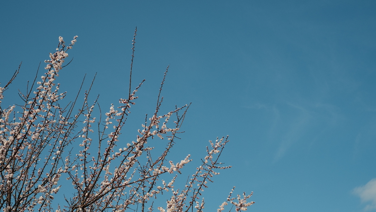 f:id:MotoPhoto94:20210323223950j:plain