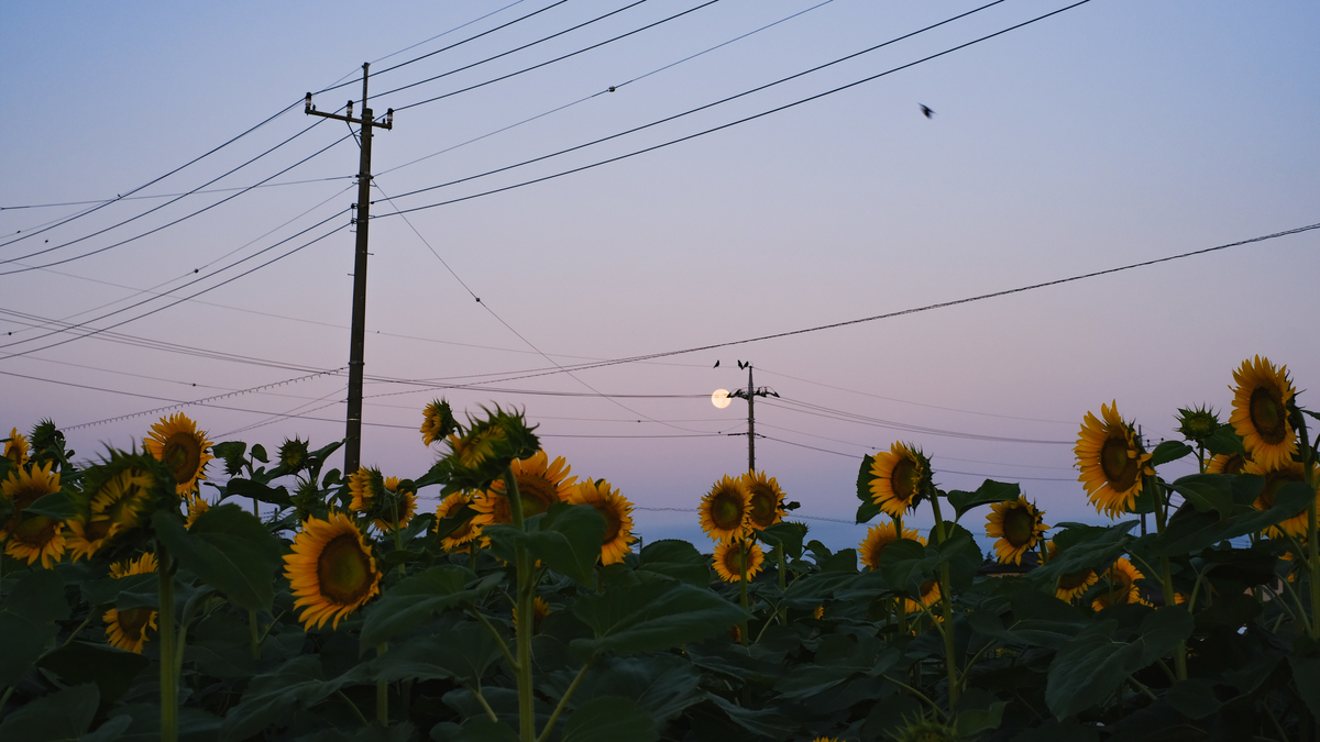 f:id:MotoPhoto94:20210726210651j:plain